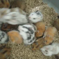 بچه همستر و همستر بالغ سالم و سرحال