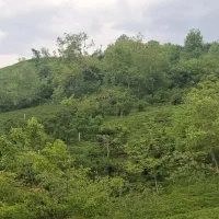 فروش-زمین-در-بهترین-کوچه-حزین