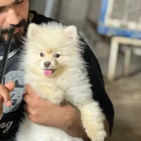 سگ پامر خرسی|سگ|شیراز, سفیرشمالی|دیوار