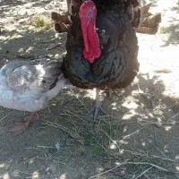 حراج مرغ محلی اوردک محلی خروس محلی