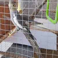 فروش و معاوضه عروس هلندی