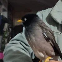 طوطیهای خونگی دستی مینا عروس کوتوله شاه|پرنده|مشهد, کریم آباد|دیوار