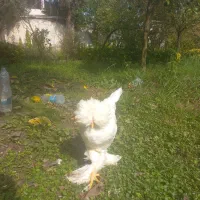 مرغ وخروس سلطان|حیوانات مزرعه|نوشهر, |دیوار