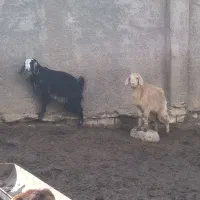 بزغاله پاکستانی دوبر