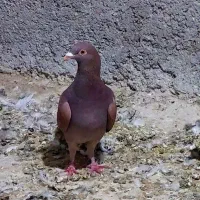 تعداد ۵ عدد کبوتر رنگی پرشی|پرنده|محمدیه-قزوین, |دیوار