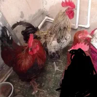 خروس محلی چاق|حیوانات مزرعه|کوهدشت, |دیوار