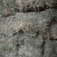 پرس یونجه چن چهار