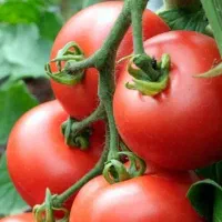 فروش انواع بذر گوجه فرنگی دستگیر