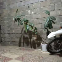 گل زیبا