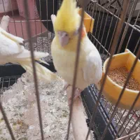 جوجه عروس|پرنده|قنوات, |دیوار