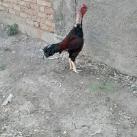 خروس لاری اصیل