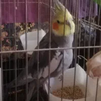 فروش سه عدد عروس هلندی|پرنده|قم, مسجد امام حسن|دیوار