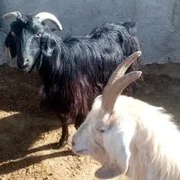 حیوانات مزرعه|حیوانات مزرعه|مرودشت, مجد آباد|دیوار