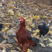 تخمه مرغ لاری اصل|حیوانات مزرعه|سردشت, |دیوار