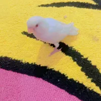 ۱۵۰۰