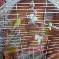 مرغ عشق جوجه تا مولد|پرنده|قرچک, زیبا شهر|دیوار