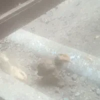 گلین و لاری|حیوانات مزرعه|رشت, پاره بیجار|دیوار