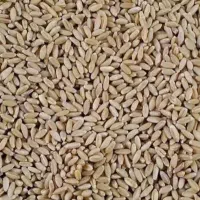 گندم بوجاری شده باران