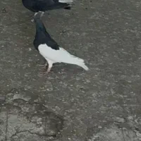 یال سیاه|پرنده|شیراز, بازار|دیوار