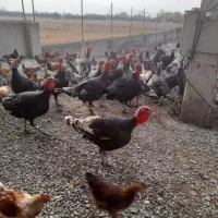 فروش محصولات ارگانیک مزرعه سبز