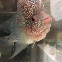 ماهی فلاور هورن درجه یک خارجی تایلندی|ماهی|خرمآباد, |دیوار