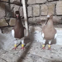 کبوتر یهودی|پرنده|اسفرورین, |دیوار