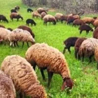 همه وزن گوسفند‌نذری عقیقه با هر توان مالی|حیوانات مزرعه|قم, جمکران|دیوار