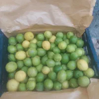 لیمو درجه یک داراب