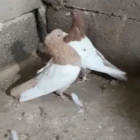 سینه زرد و سرخ آس