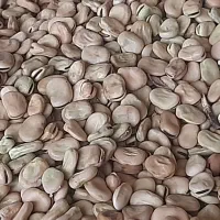 باقلا خشک بذری تمیز .برکت