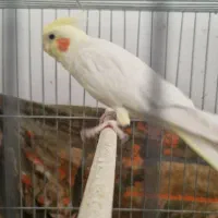 عروس هلندی ماده تخم گذار|پرنده|قم, شهرک مهدیه (مدرس)|دیوار