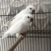 جفت های مولد سالنی راهب و ردچیک ماده