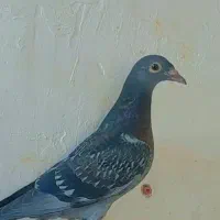 کبوتر جوجه پلاکی