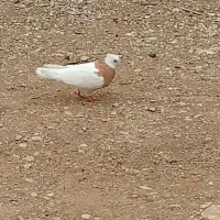 طوق‌زرد‌ماده‌