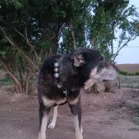 سگ گله|سگ|بوئین زهرا, |دیوار
