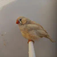 زبرا انگلیسی،پاستل اورنج،پاستل بلک فیس و شارکول