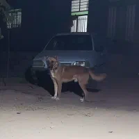 واگزاری سگ نگهبان|سگ|اسفراین, |دیوار