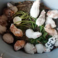 همستر ،خرگوش، اردک ، جوجه گلپایگان خروس بلدرچین