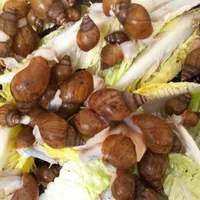 حلزون آلبینو گوشت سفید|خزنده|پردیس, |دیوار