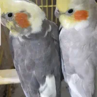 عروس هلندی نروماده