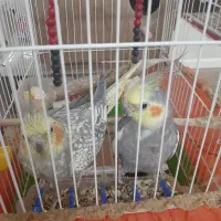یک جفت عروس هلندی نیومده ۱۶ ماهه