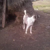 واگذار سگ|سگ|اردبیل, |دیوار