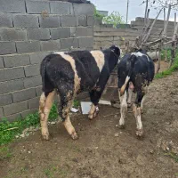 دو راس گوساله نر سیمینتال و هلشتایین