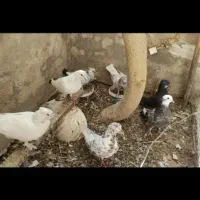 تعداد 11کبوتر سالم با جا آبی و جا دونی