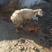 میش بره دار|حیوانات مزرعه|گرمخان, |دیوار