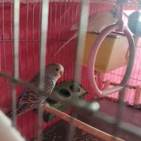 مرغ عشق دستی