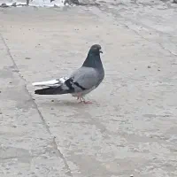 کبوتر پر صدا کن