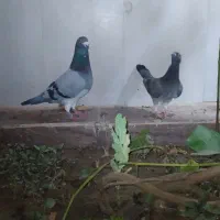 نروماده سبز عطیقه