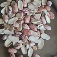 لوبیا چیتی شکسته کاملا تمیز وپزا