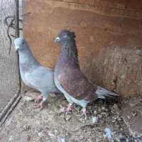کفتر
